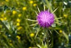 Natura Spinosa Natura Spinosa