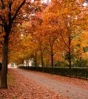 Autunno a Rho Autunno a Rho