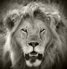 Il ritratto del re! Il ritratto del re!