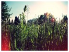 Vintage landscape Vintage landscape