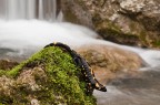 Salamandra Salamandra