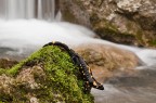 Nikon D700 + Nikon 60mm 2,8 micro + treppiede

Ho passato un bel po 'di tempo nel ruscello.
Semplicemente non mi ha permesso di fare foto.