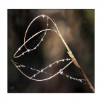 Giostra di rugiada Giostra di rugiada