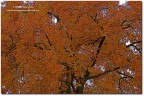 Arancio-Novembre