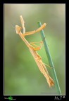 ...Mantide + ...