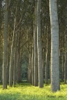 nel bosco nel bosco