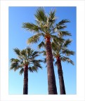 palme a Nizza palme a Nizza