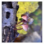 Piatto prelibato Piatto prelibato