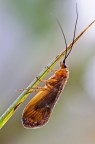 Anabolia nervosa