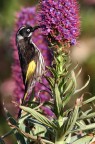 Australian Bird 1° (New Holland Honeyeater) Australian Bird 1° (New Holland Honeyeater)