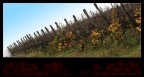 vigna... vigna...
