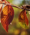 foglie d'autunno foglie d'autunno