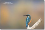 Martin pescatore (Alcedo atthis)-color Martin pescatore (Alcedo atthis)-color