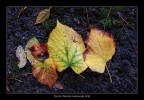 Scorci d'autunno.