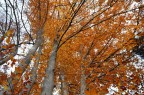 autunno autunno