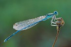 Platycnemis pennipes (maschio)