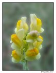 Antirrhinum majus Antirrhinum majus