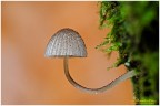 Mycena Mycena