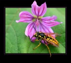 la vespa ed il fiore... la vespa ed il fiore...