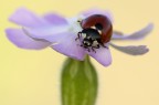 coccinella coccinella