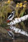 Riflesso di Picchio Rosso Riflesso di Picchio Rosso