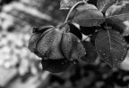 Il Pianto Di Una Rosa Il Pianto Di Una Rosa