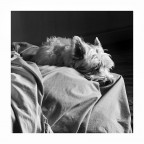 Drappeggio con modello Drappeggio con modello