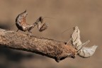 Ameles spallanzania (Mantide Saltatrice) 26 Foto