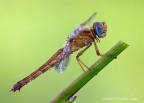 Crocothemis erythraea Crocothemis erythraea