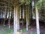 Trentino. Lavarone... Magnifici boschi coronano la vallata....
 Alberi secolari ti salutano..... Ma... dall'alto delle loro cime....penso
 sorridano a questo vecchietto....che....malgrado tutto....va...
 Non importa, amici,,,, tenete duro.... e vincerete...._quasi. sempre..
....  Cordialit e CIAOOOOOO a tutti dal Carlino