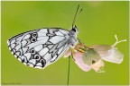 Melanargia al primo sole Melanargia al primo sole