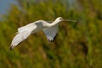 Spatola in volo