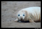 Piccolo di foca Piccolo di foca