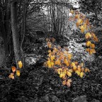 L'autunno abbandona i suoi colori L'autunno abbandona i suoi colori