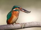 Martino femmina - Martin pescatore comune (Alcedo atthis) Martino femmina - Martin pescatore comune (Alcedo atthis)