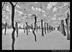 neve sul vigneto neve sul vigneto