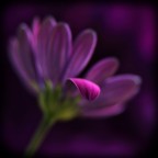 < Fuori dal gruppo > < Fuori dal gruppo >