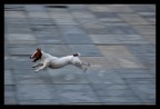 Prime prove di panning su un piccolo cane scatenato in una piazza di Praga. Ho provato anche ad abbassare di pi i tempi, ma nn riuscivo ad ottenere alcuna parte non mossa.
F/5.6 - 1.125 - iso 200 - 105mm
Commenti e critiche sempre ben accetti