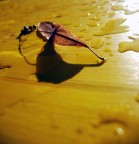 Foglia morta Foglia morta