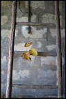 La scala e l'autunno La scala e l'autunno