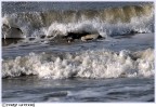 immersione
