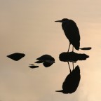 Di cenerino silhouette.... Di cenerino silhouette....