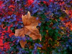 Autunno! Autunno!