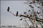 Cormorani