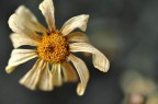 tristezza fiorita tristezza fiorita