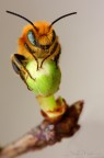 Osmia Caerulescens Osmia Caerulescens