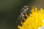 SPECIE MOSCA SPECIE MOSCA