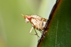 MOSCA STRANA MOSCA STRANA