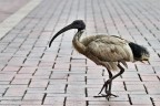 Ibis Sacro a Sydney,Darwin ha sempre ragione..(piccolo repo) Ibis Sacro a Sydney,Darwin ha sempre ragione..(piccolo repo)