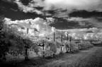 Vigneto in primavera Vigneto in primavera
